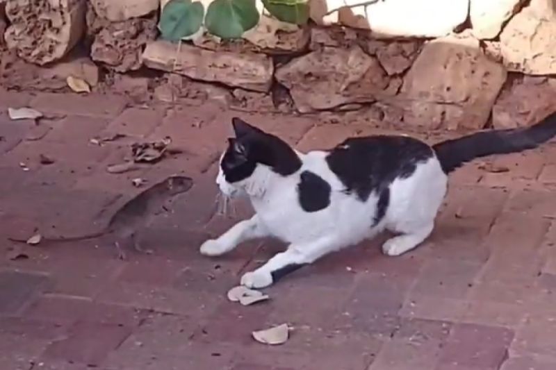 ▲《湯姆貓與傑利鼠》真實上演，鼠高抬胸膛嚇大貓：「別惹我！」。（圖／Youtube： ViralHog）