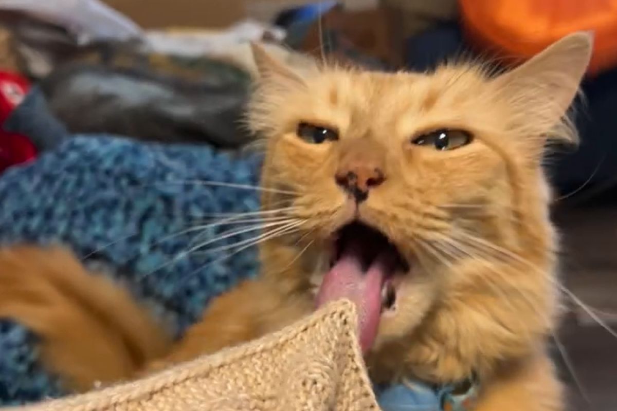 ▲橘貓想幫忙清潔，不料奴才穿1物難倒牠，模樣超窘。（圖／Youtube：ViralHog）