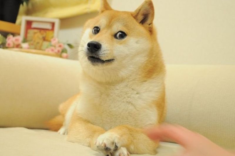 ▲日本迷因柴犬始祖「Kabosu」因一張雙手交疊、鄙視眼神的照片爆紅，許多網友將其製作成柴犬哽圖「Doge」，飼主今證實Kabosu離世的消息。（圖／翻攝X@kabosumama） 