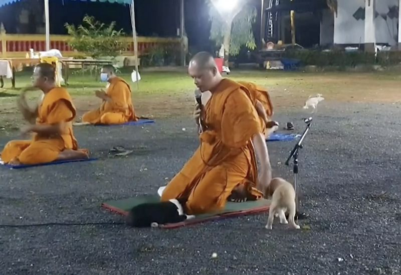 ▲泰國和尚一邊念經，一邊還要阻止狗狗打鬧，非常忙碌。（圖／美聯社影片）
