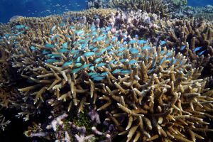泰國珊瑚礁黃帶病蔓延　科學家憂暖化加劇疫情
