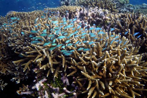 呼籲中國停止填海造陸！菲律賓外交部控訴　中方破壞珊瑚生態　
