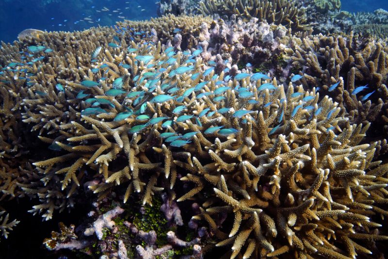 ▲在泰國東部清澈碧綠的海水底下，一種快速蔓延的疾病殺死海床上的一大片珊瑚，科學家擔憂疫情將在氣候變遷影響下惡化。（圖／美聯社／達志影像）