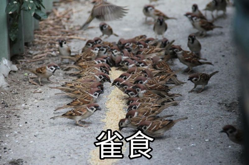 雀食、寄是什麼意思？2022年輕人用語集合 沒聽過你老了 | 新奇 | NOWnews今日新聞