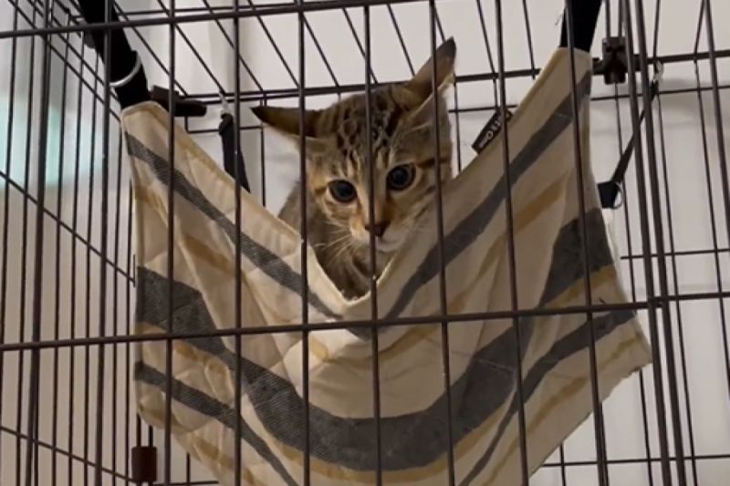 ▲4月齡小貓首次用吊床，開飛機耳引5級大地震，網友全笑瘋。（圖／Instagram：junko_udagawa）