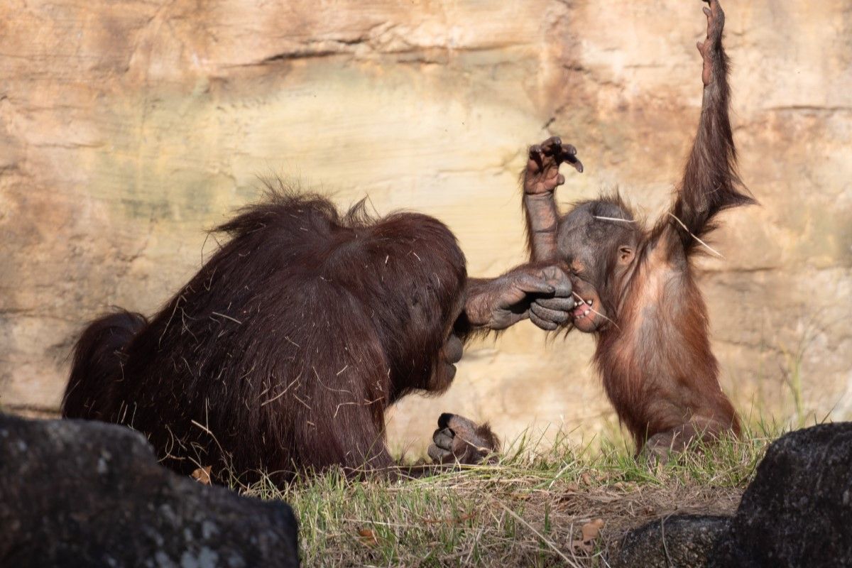 ▲猩猩母毫不留情，怒給兒子一記正拳，關鍵畫面全被拍。（圖／Twitter：alphasharkphoto） 