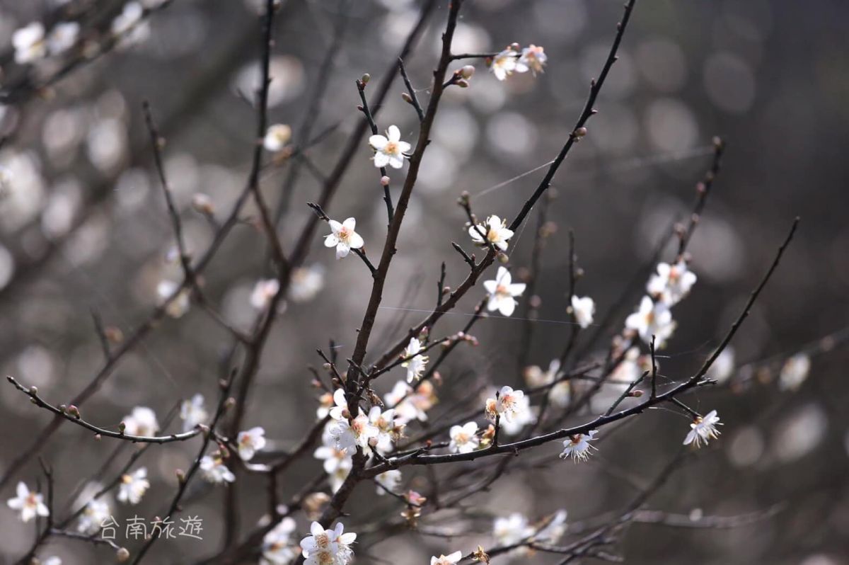 ▲今（24）日為24節氣當中的「霜降」，天氣從今天開始逐漸轉涼。（圖／取自台南旅遊網）