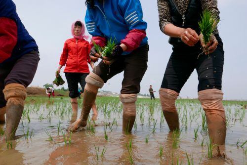 ▲多名中國消息人士透露，北韓開始從中國大量進口大米，以緩解疫情和天災導致的糧食緊張。北韓農業示意圖。（圖／美聯社／達志影像）