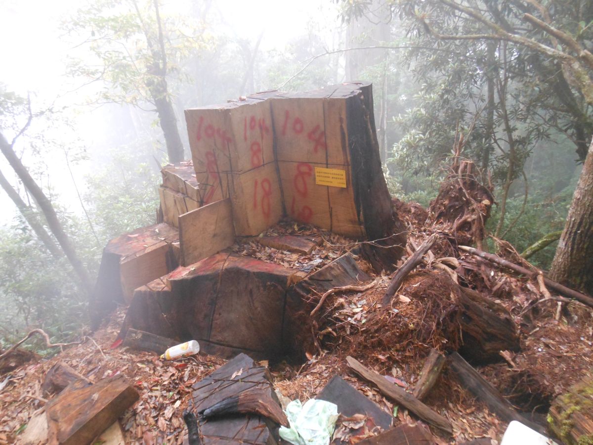 ▲盜伐案件現場，樹頭材遭山老鼠鋸切情形。（圖／林務局提供，攝影者蔡博雅）