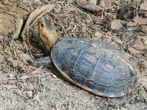 ▲人為造成的滅絕率比自然滅絕率高了1000到10000倍。（圖為食蛇龜／臺北市立動物園授權提供）