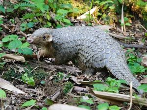 違法盜獵、不當餵食誘拍以及遊蕩犬貓威脅生存的窘境。(圖為穿山甲/臺北市立動物園授權提供) ▲違法盜獵、不當餵食誘拍以及遊蕩犬貓威脅生存的窘境。(圖為穿山甲/臺北市立動物園授權提供)