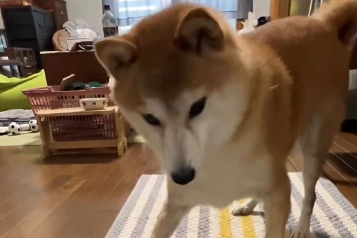 ▲柴犬誤認飼主手中握的是零食，得知真相暴怒噴氣，網笑：「還踩幾腳」。（圖／Instagram：shiba0205） 