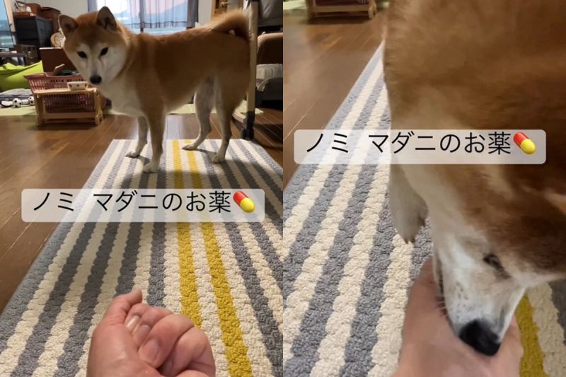 ▲飼主手握東西的樣子吸引了Goma的注意。（圖／Instagram：shiba0205） 