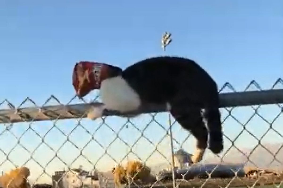 ▲見貓頭掛袋子卡欄杆急救援，牠神反應惹爆笑：「干卿何事？」。（圖／Instagram：viralhog）