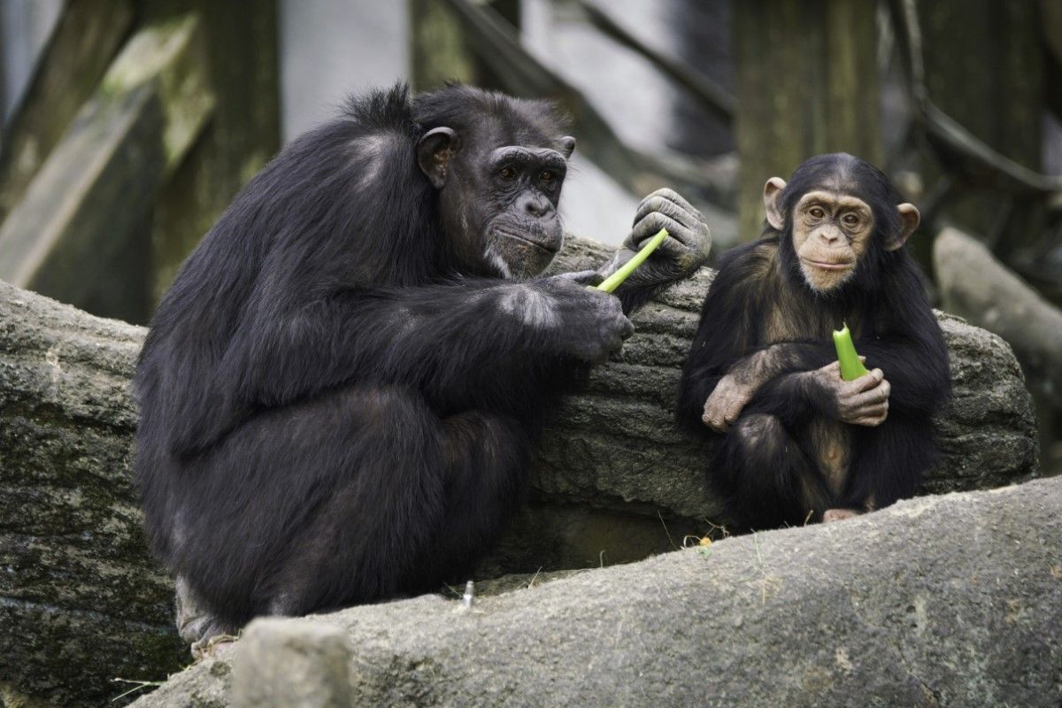 ▲冬季動物進食有一套，飼育員盯緊氣候調配：「更保健康」。（圖／臺北市立動物園授權提供，詹德川攝）