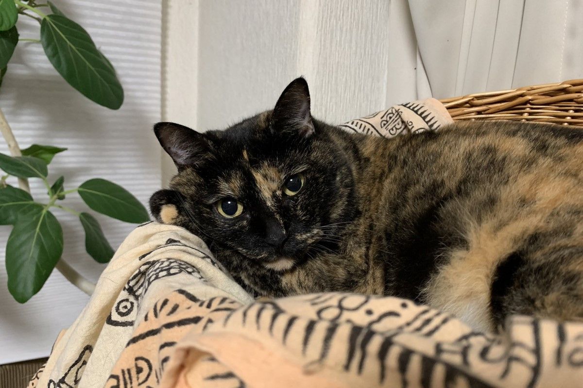 ▲愛貓生病寵牠不手軟，想吃的全都買，飼主：「怕是最後一次」。（圖／Twitter：toriatamaxp）