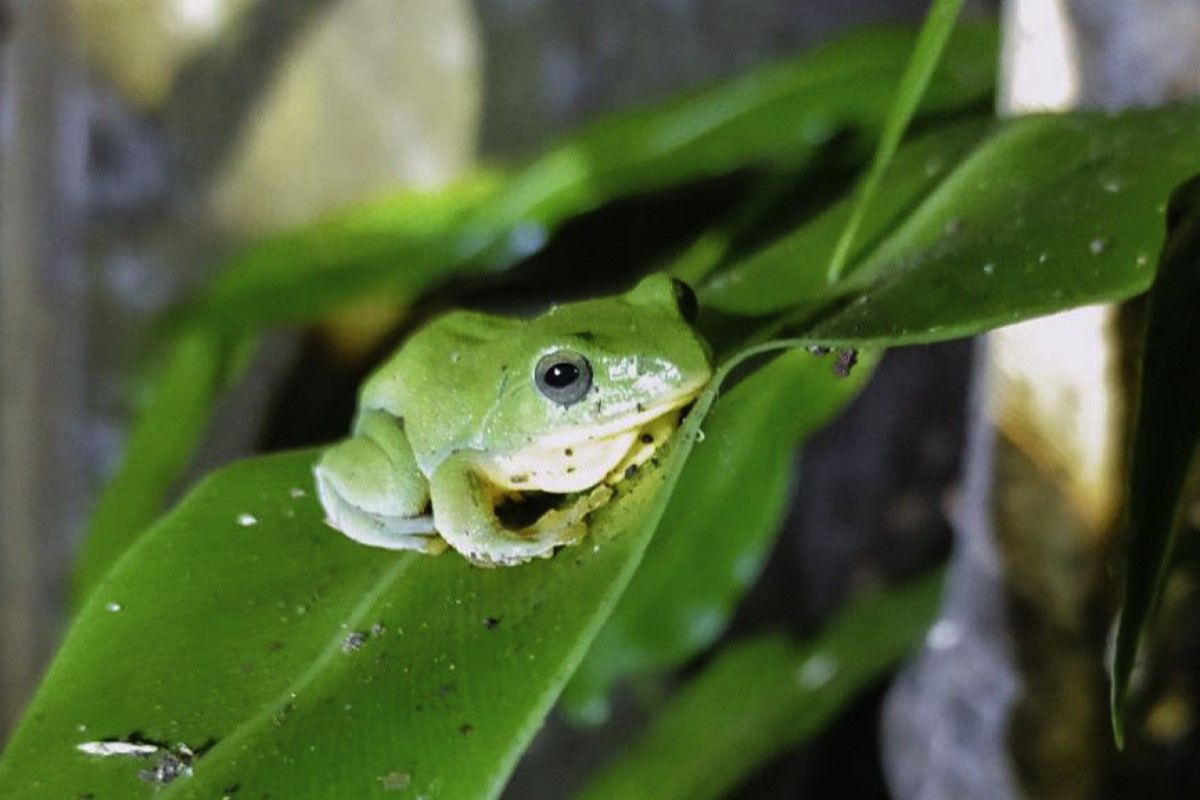 ▲中部以北限定臺北樹蛙，天冷就喊「呱呱呱」，原因竟是求關注。（圖／臺北市立動物園授權提供）