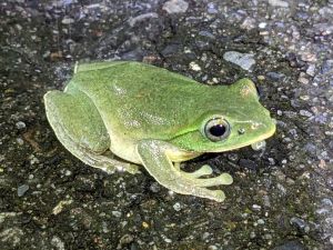 ▲臺北樹蛙的成蛙體長約3-4公分。（圖／臺北市立動物園授權提供）