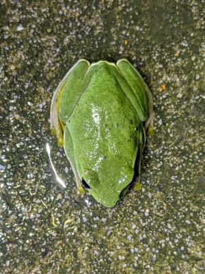 ▲綠色的臺北樹蛙很像草仔粿，不容易發現牠的蹤跡。（圖／臺北市立動物園授權提供）
