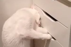 ▲白貓拼命從抽屜縫隙處掏零食。（圖／Youtube：Jason Chow）