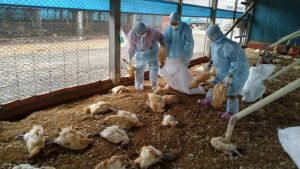 彰化禽流感病毒頻傳！近半月爆10場疫情、撲殺近10萬家禽
