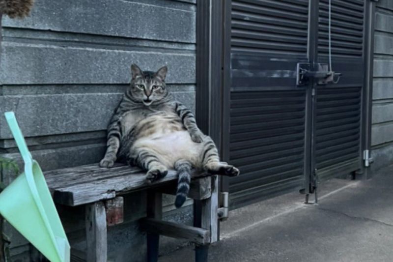 ▲大門口坐隻貓大爺，坦肚扶椅悠閒招呼：「你來啦？」。（圖／Twitter：kyoukara_infra）