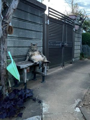 ▲貓貓坐在長椅上看著推主，模樣像極了住在隔壁的鄰居阿伯。（圖／Twitter：kyoukara_infra）