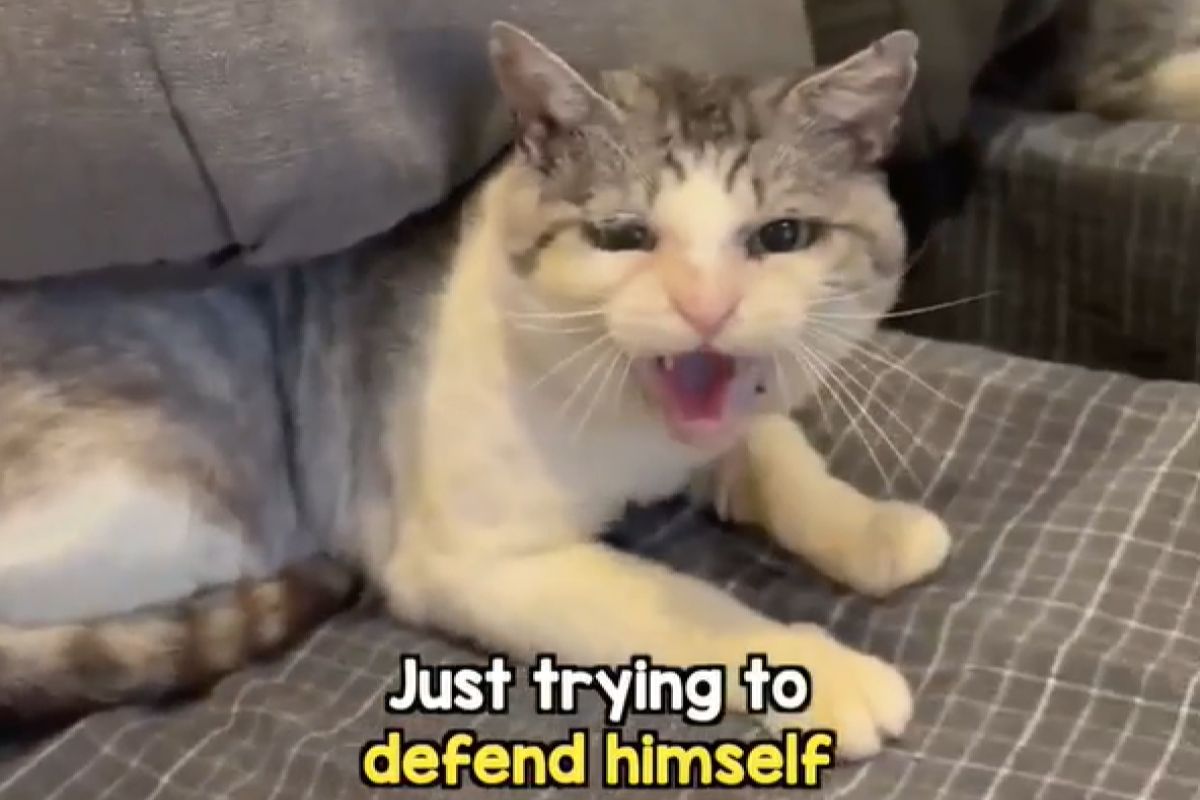 ▲浪貓收養1個月還超野，中途者滿手血絕望：「永遠好不了嗎？」。（圖／Instagram：cats_of_instagram）