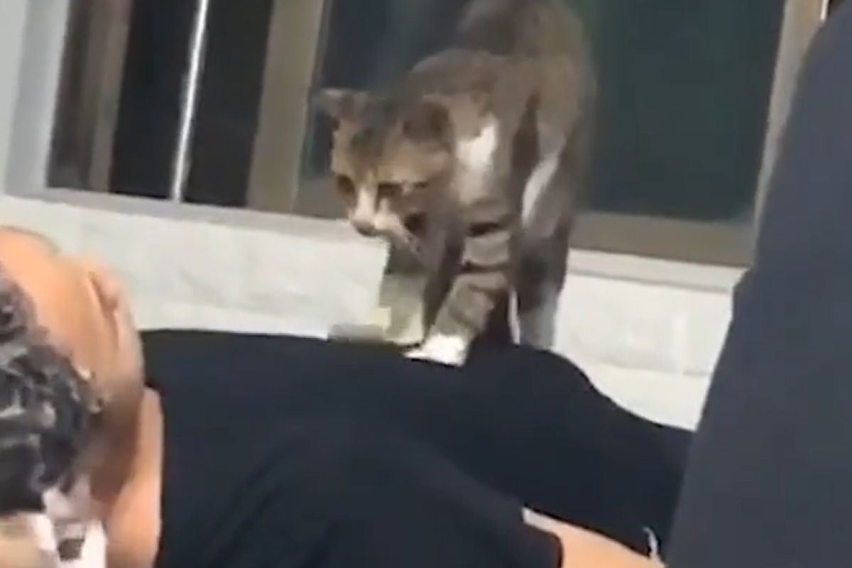 ▲美容院藏頂級喵員工，客人邊被洗髮邊享受踏踏按摩，網友見了全喊羨慕。（圖／Instagram：meowed）