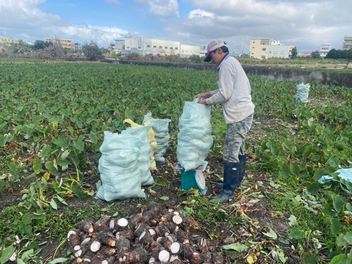 ▲大甲芋頭聞名全國，芋頭產量全國約占1/3(圖／農業局提供2023.1.3)