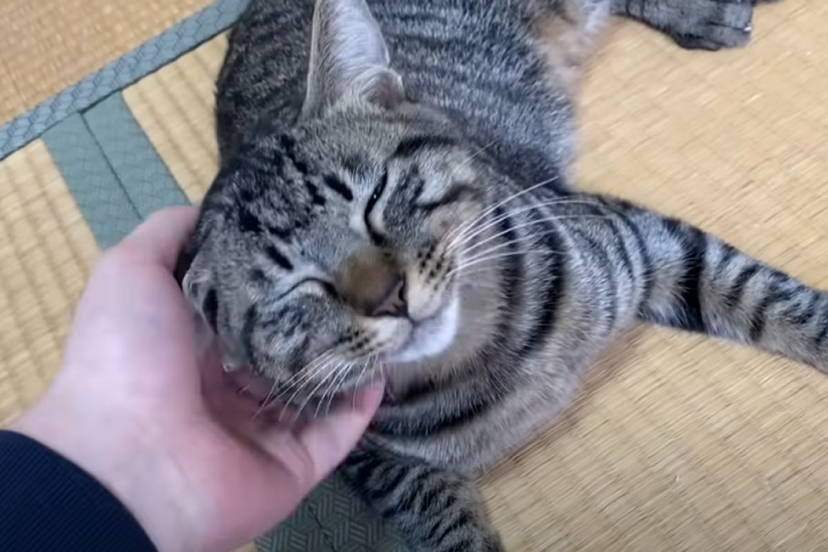 ▲與溫順貓分離2日，見面後兇爆化猛攻：「誰準你離開我」。（圖／Youtube：てん動画）