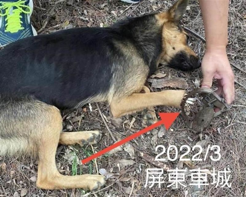 ▲違法使用獸鋏「獵捕一般類野生動物者」，將處6萬元以上30萬元以下罰鍰。（圖／台灣樹人會提供）