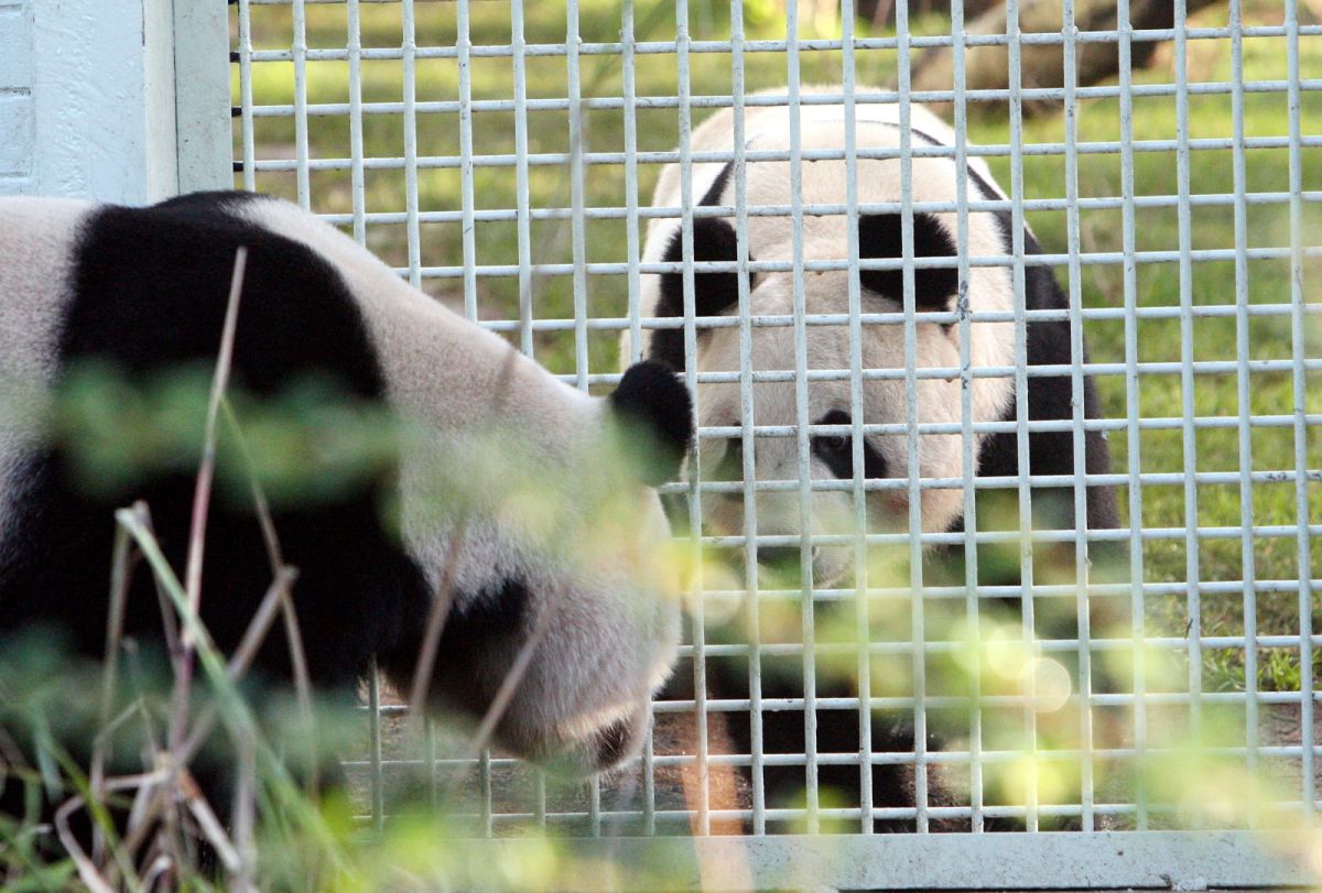 ▲中國出借給英國的一對大貓熊「陽光」及「甜甜」經過多年努力，仍難以繁衍出後代，今年租約到期將把這對貓熊還給中國。（圖／美聯社／達志影像）
