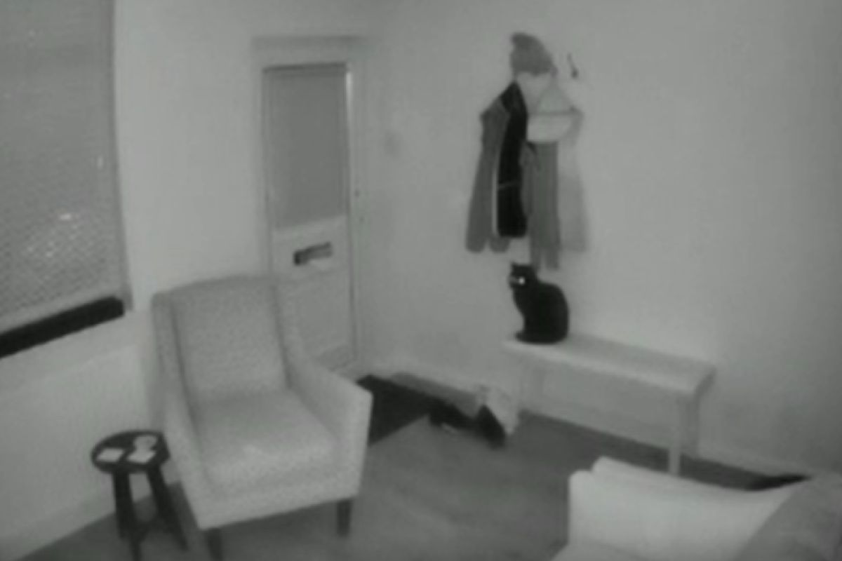 ▲國外網友一直以為愛貓是聽聲音才迎門，看過監視器後熱淚盈眶：「我愛牠」。（圖／reddit：RTJ_legendhasit）