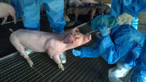 防範非洲豬瘟入侵　高市年節前強化3道防疫措施
