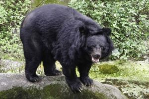 臺灣黑熊個體數少！野放又觸陷阱　多家動物園聯合保育　

