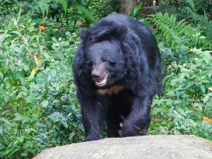 ▲為了臺灣黑熊族群的延續，非常需要整合野外保育與動物園等機構的域外保育工作。（圖／臺北市立動物園授權提供）
