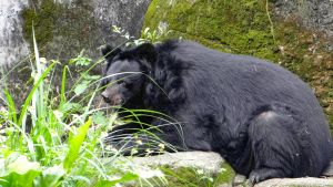 ▲臺北市立動物園和林務局邀請大家和我們共同保育臺灣黑熊。（圖／臺北市立動物園授權提供）