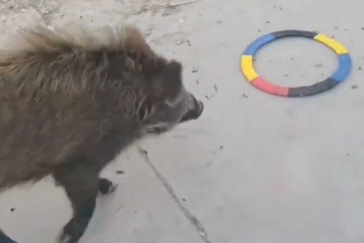 ▲過年將被端上桌，小豬勤秀才藝自救：「我想當寵物不是食物」。（圖／微博：江西晨報）