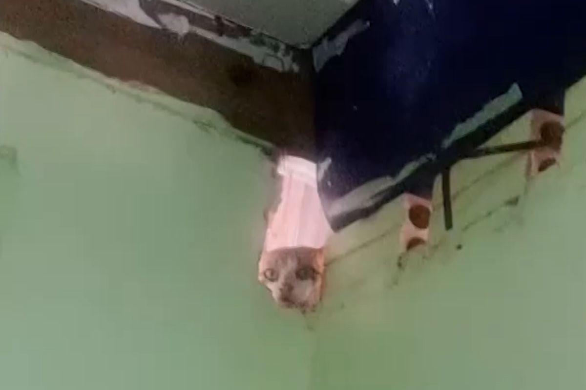 ▲間諜貓貓也想聽，從房間外的破洞窺探家人：「你們談到了罐罐嗎？」。（圖／AP+ Viral Press）