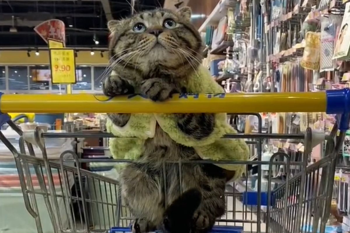 ▲大貓寶寶陪媽買菜，手扶購物車萌臉懇求：「買肉肉嗎？」。（圖／Instagram：阿里喵喵）