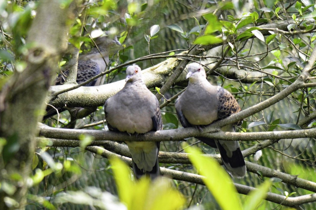 ▲鳥類流行性感冒升溫，北市動物園超前布署，嚴正保護。（圖／臺北市立動物園授權提供）