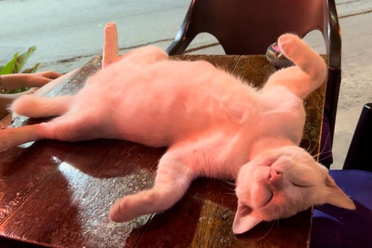 ▲泰國酒吧全店貓奴，認為喵比顧客更重要，導致牠被寵得毫無廉恥，光天化日之下露著大肚子都不害羞。（圖／Twitter：phukachan100） 