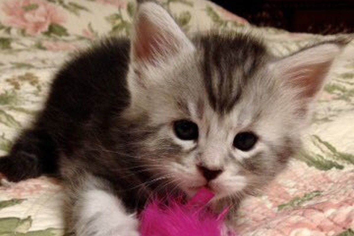 ▲貓大18變，軟萌喵長大模樣超乎預期：「不是同一隻吧？」。（圖／Twitter：KRAUSER_MKM1000）