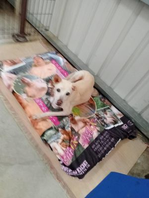 狗狗用的非常開心。(圖/台中市世界聯合保護動物協會授權提供) ▲狗狗用的非常開心。(圖/台中市世界聯合保護動物協會授權提供)