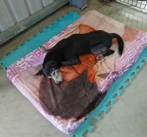 狗狗:軟軟的好好躺喔~(愛心)(圖/台中市世界聯合保護動物協會授權提供) ▲狗狗:軟軟的好好躺喔~(愛心)(圖/台中市世界聯合保護動物協會授權提供)