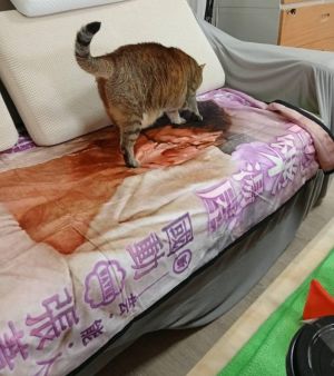 貓咪也非常喜歡喔!(圖/台中市世界聯合保護動物協會授權提供) ▲貓咪也非常喜歡喔!(圖/台中市世界聯合保護動物協會授權提供)