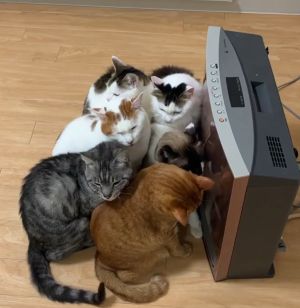 ▲貓貓們：我冷啊！取暖機快點烘暖我們啊！（圖／Instagram：kibimomo）