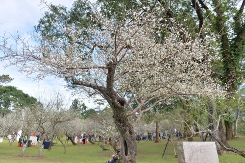 全台5大賞梅景點!梅山公園排行第二 冠軍看白梅如雪、神秘隧道