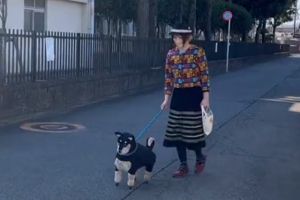 ▲推主帶著她的「遛狗風格包」上街散步。（圖／Twitter：uzura_3） 